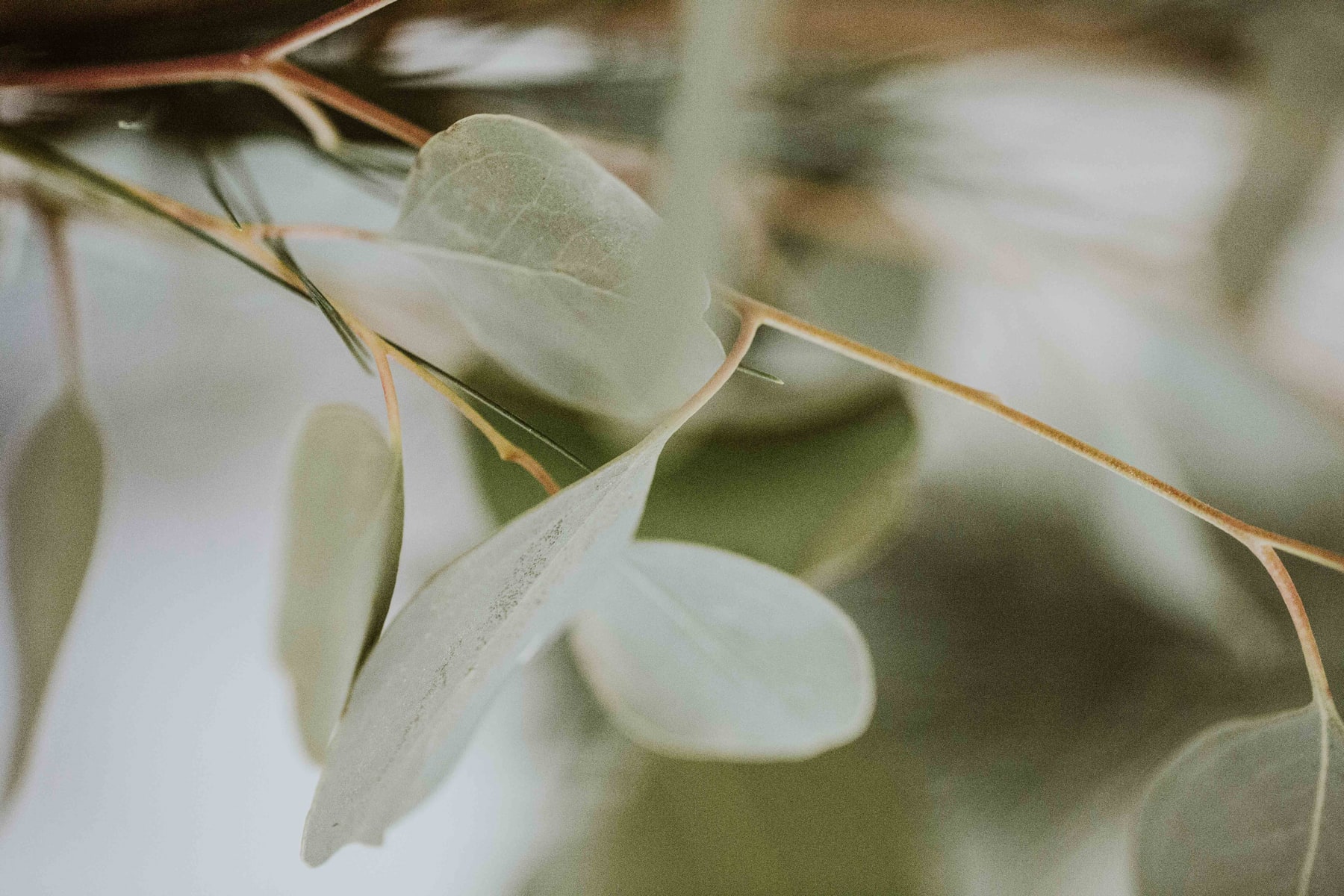 website design for a SPA